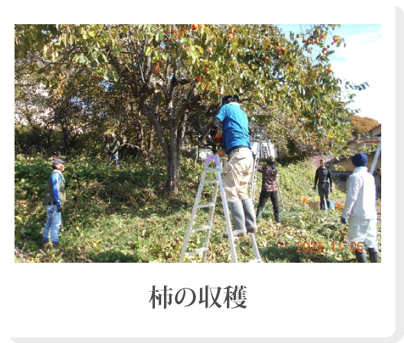 柿の収穫